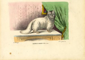 アンゴラ猫、1863-79 作： Raimundo Petraroja